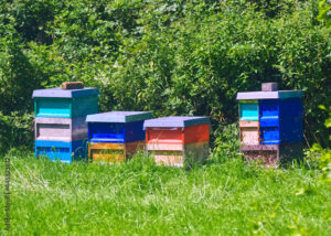 Yoplait, partenaire de l’OFA pour la protection des abeilles